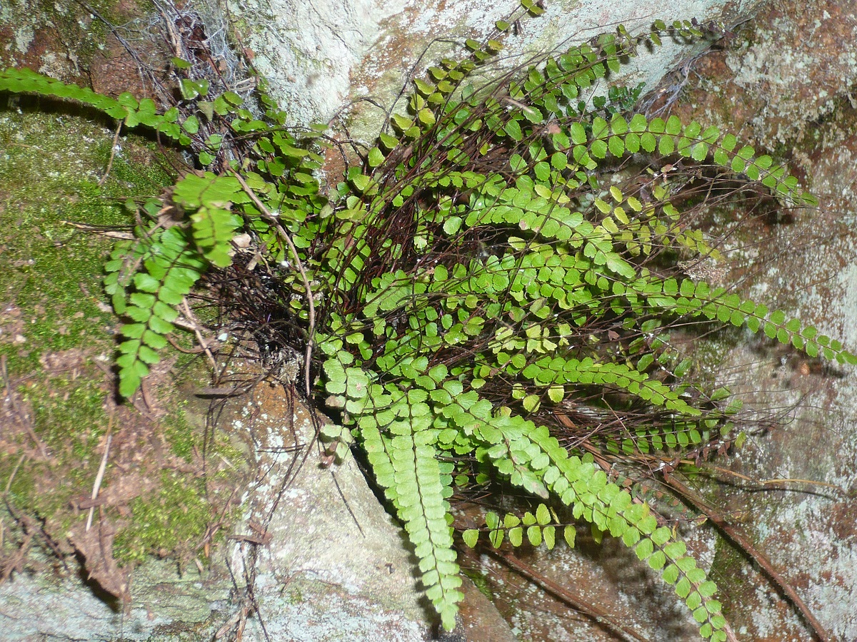 Asplenium trichomanes subsp. trichomanes (Aspleniaceae)